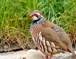 Gibraltar Bird