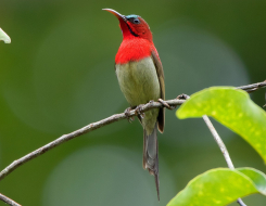 Singapore Bird