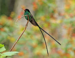 Jamaica Bird