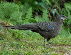 Myanmar Bird