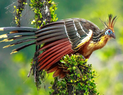 Guyana Bird