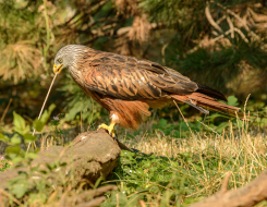 Wales Bird