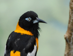 Venezuela Bird