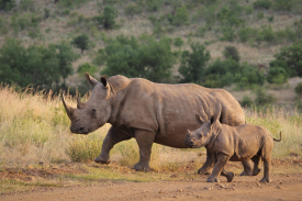 Black Rhinoceros