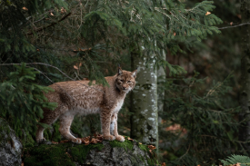 Bobcat