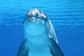 Bottlenose Dolphin