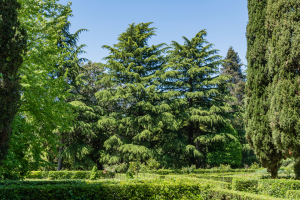 Himalayan Cedar